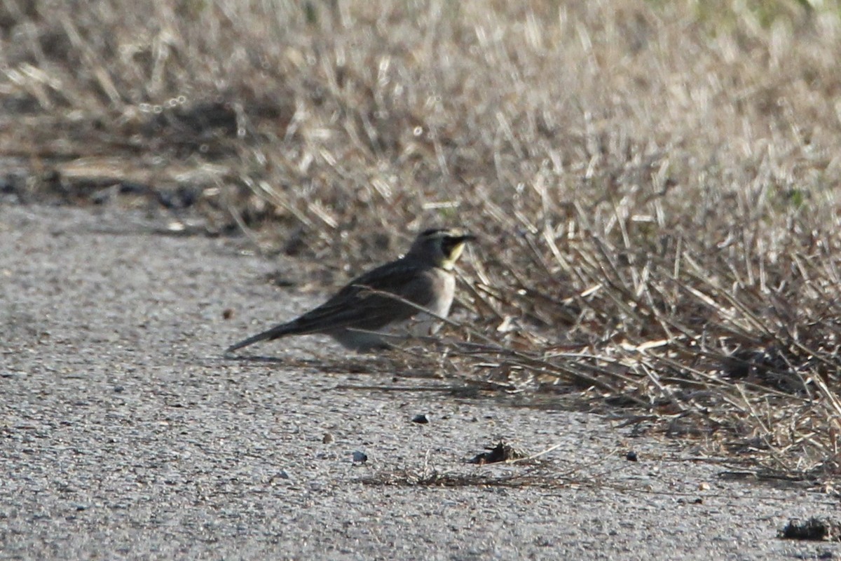 Horned Lark - ML647266132