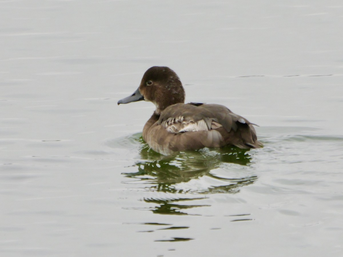 Redhead - ML647266133
