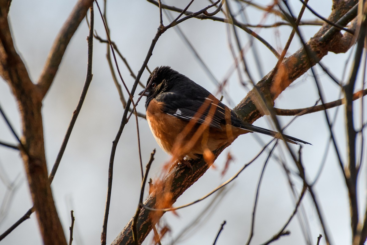 Rötelgrundammer - ML647266135