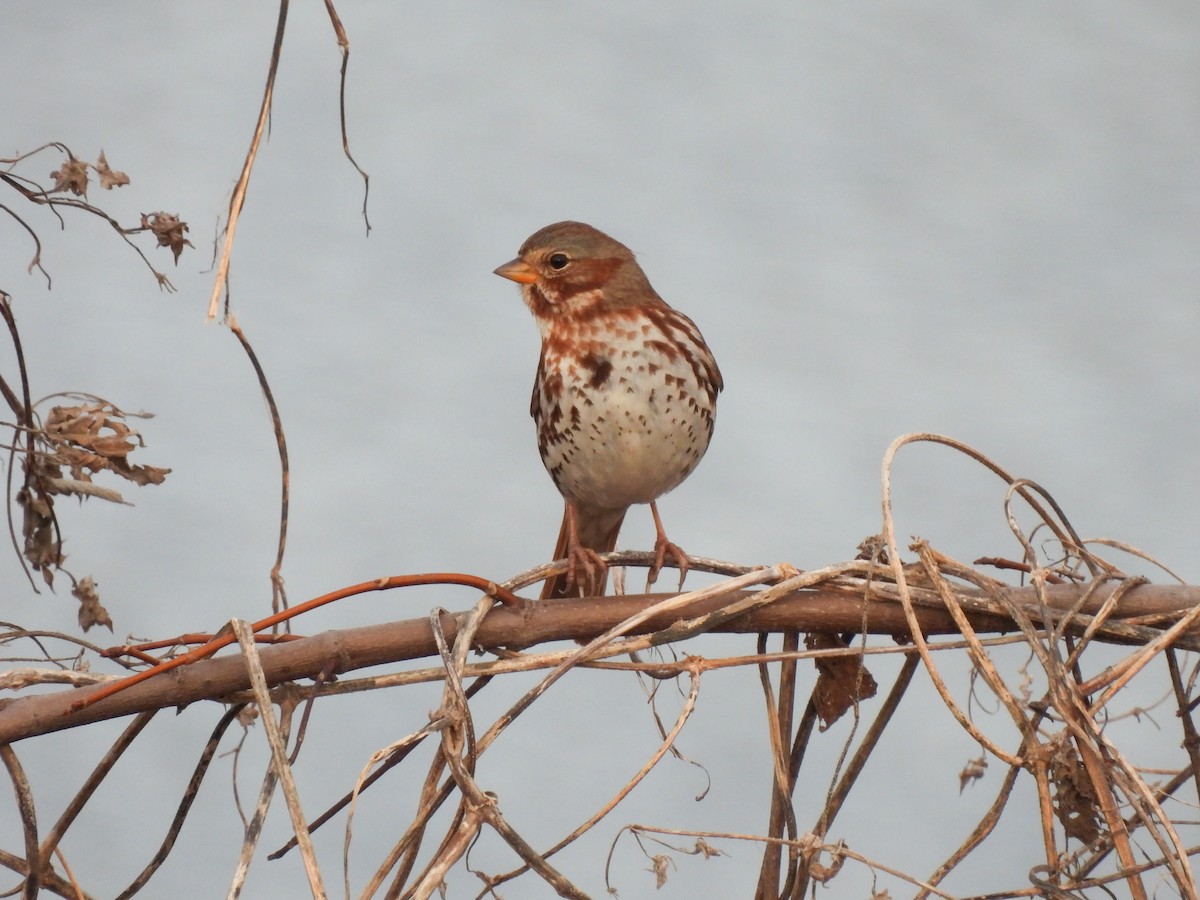 Fox Sparrow (Red) - ML647266141