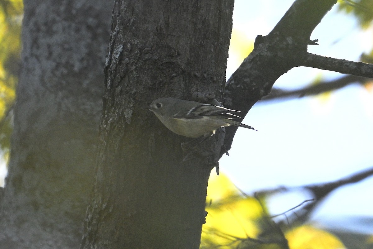 Ruby-crowned Kinglet - ML647266149