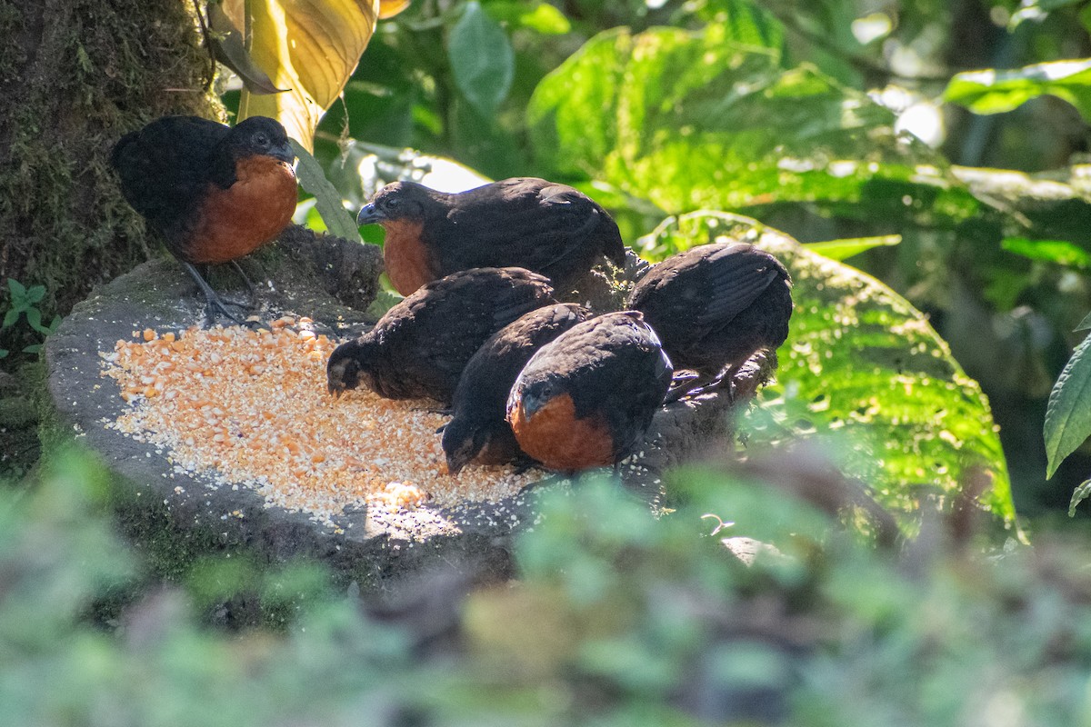 Dark-backed Wood-Quail - ML647266150