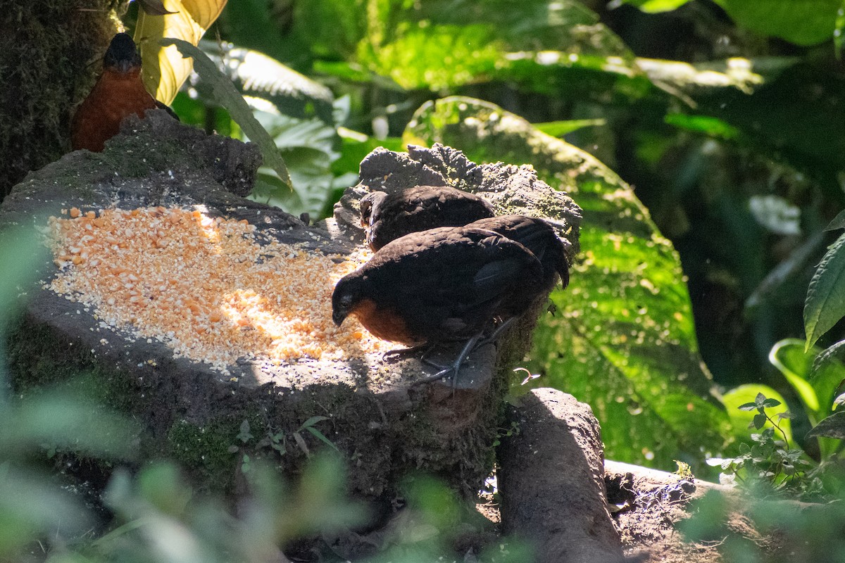 Dark-backed Wood-Quail - ML647266151