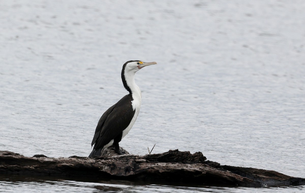 Pied Cormorant - ML647266152