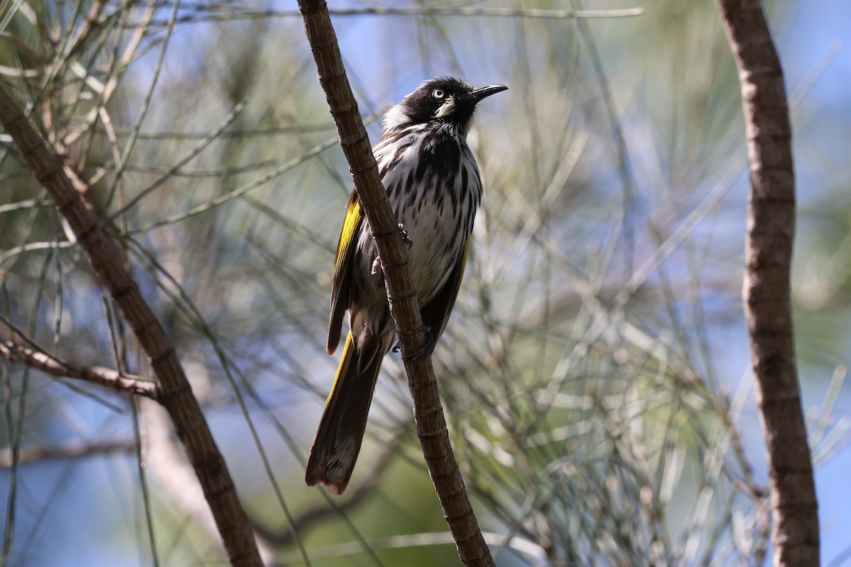New Holland Honeyeater - ML647266154