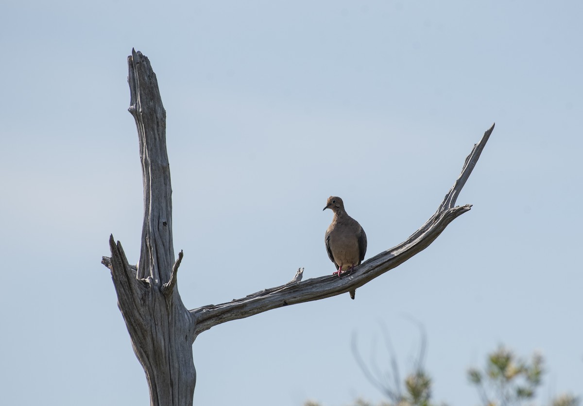 Mourning Dove - ML647266156