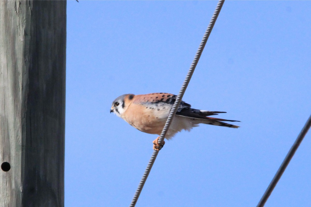 American Kestrel - ML647266157