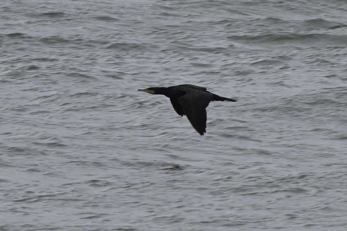 Большой баклан - ML647266169