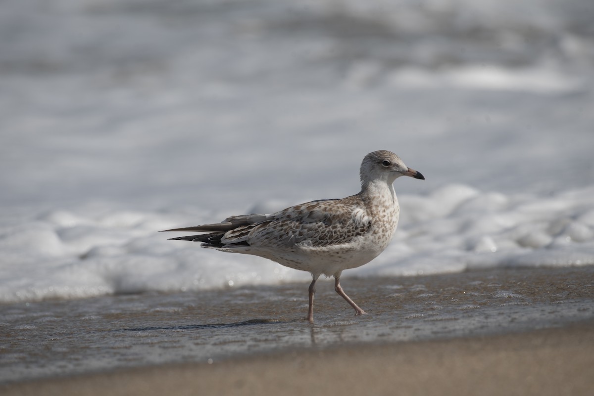 Ring-billed Gull - ML647266172