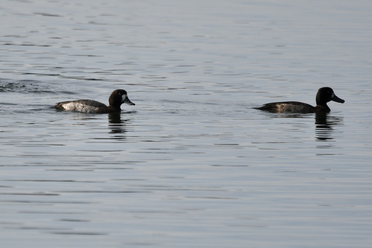 Морская чернеть - ML647266173