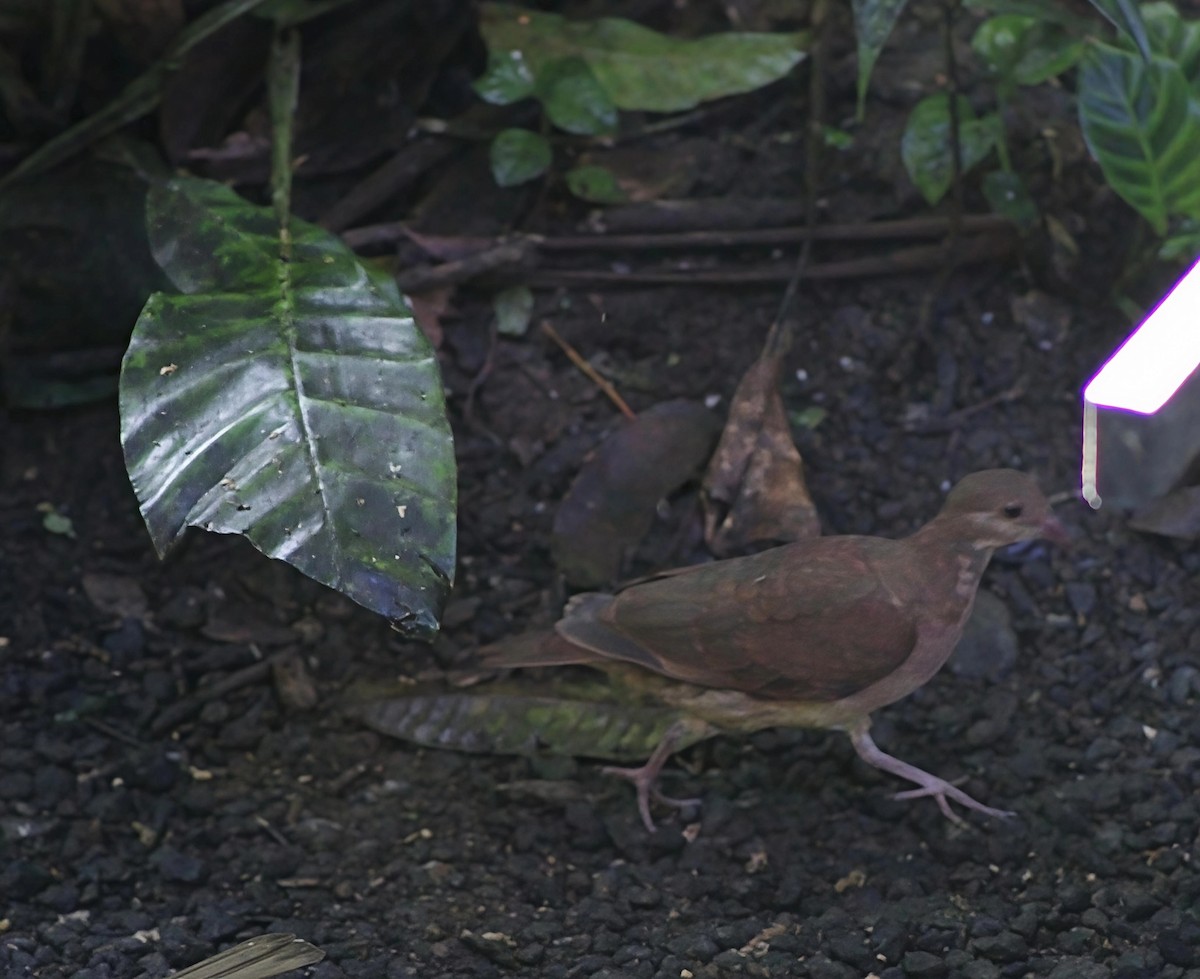 Ruddy Quail-Dove - ML647266174