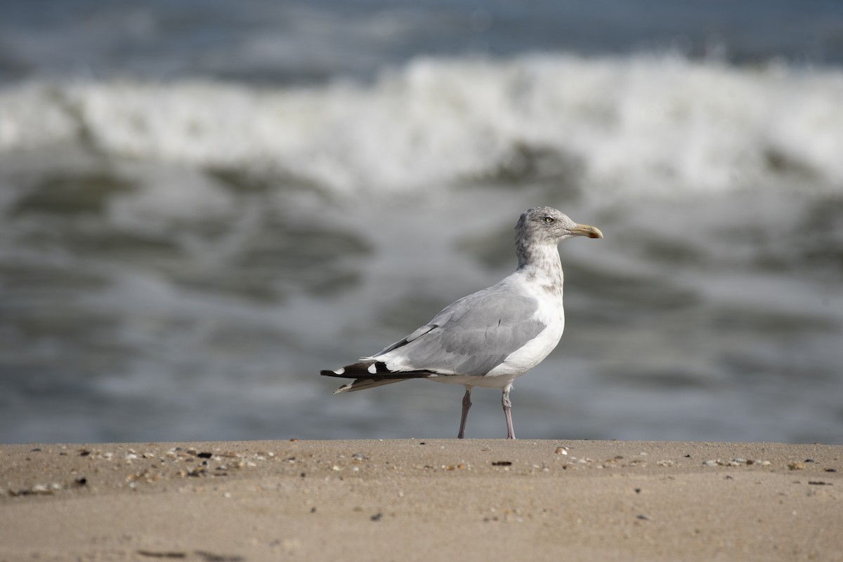 American Herring Gull - ML647266176