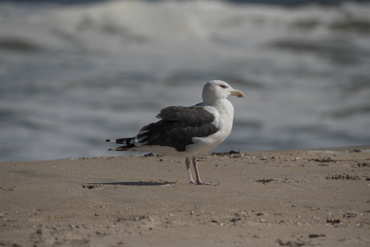 Great Black-backed Gull - ML647266179