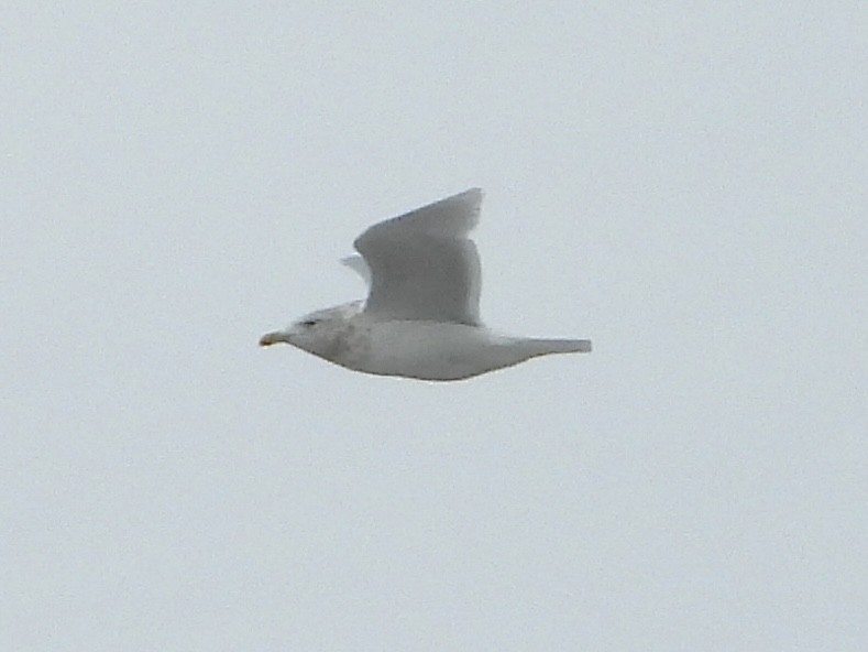 Gavión Hiperbóreo - ML647266181