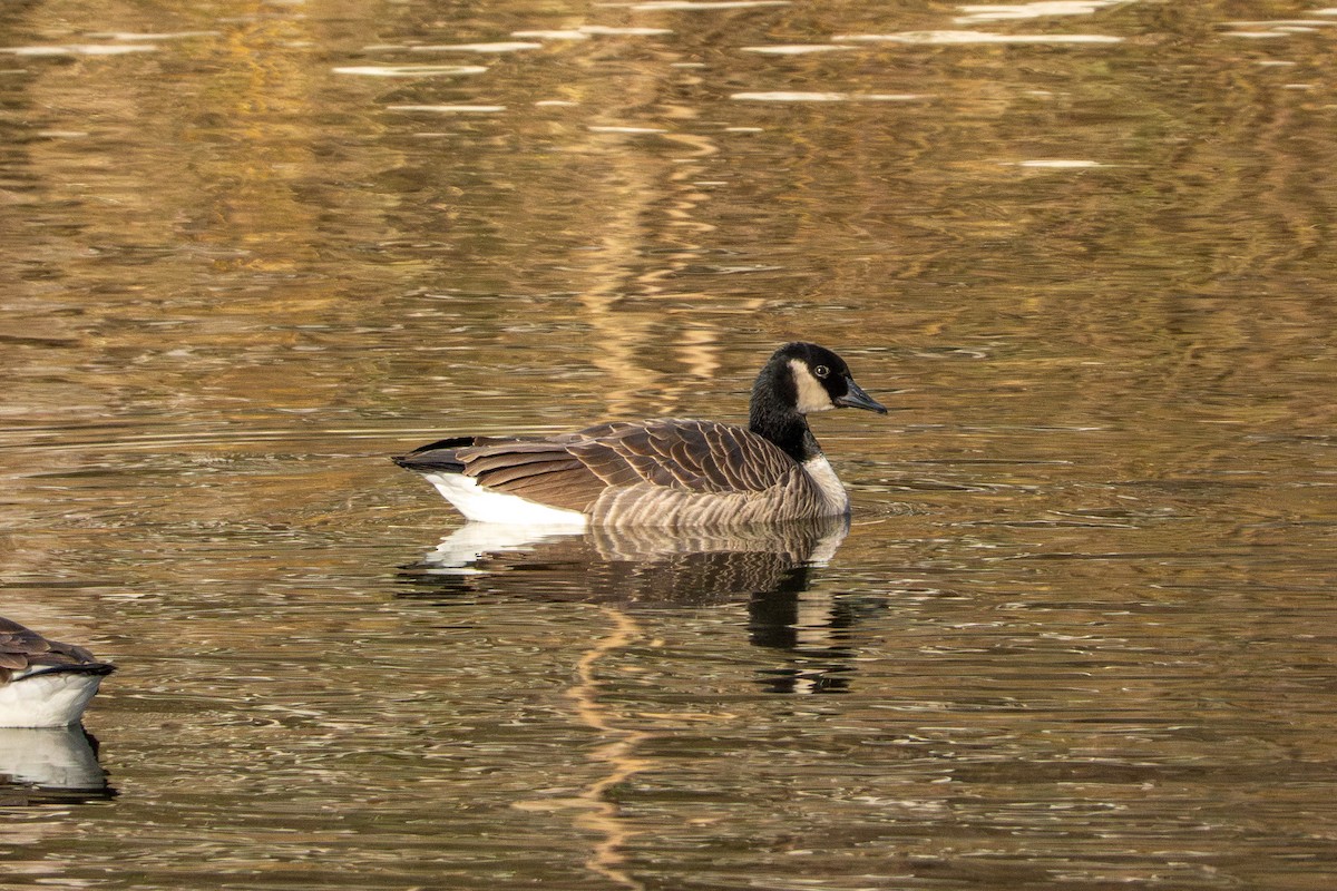 Canada Goose - ML647266183