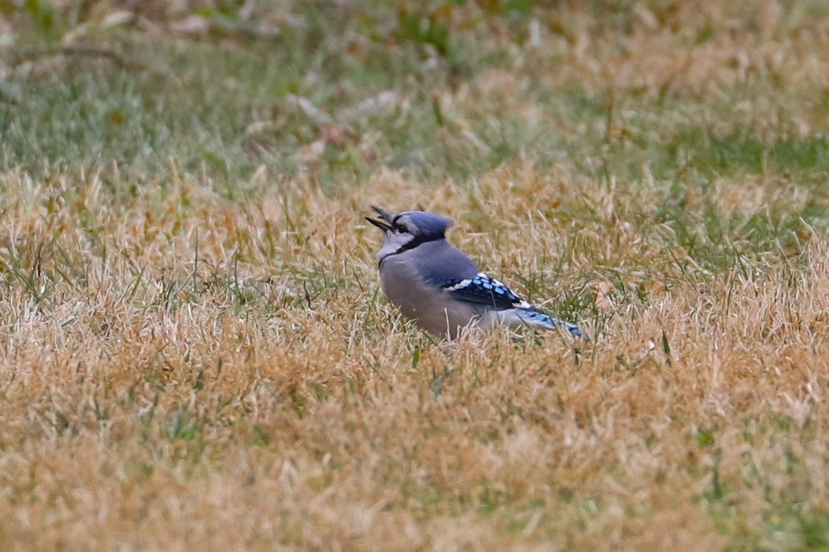 Blue Jay - ML647266185