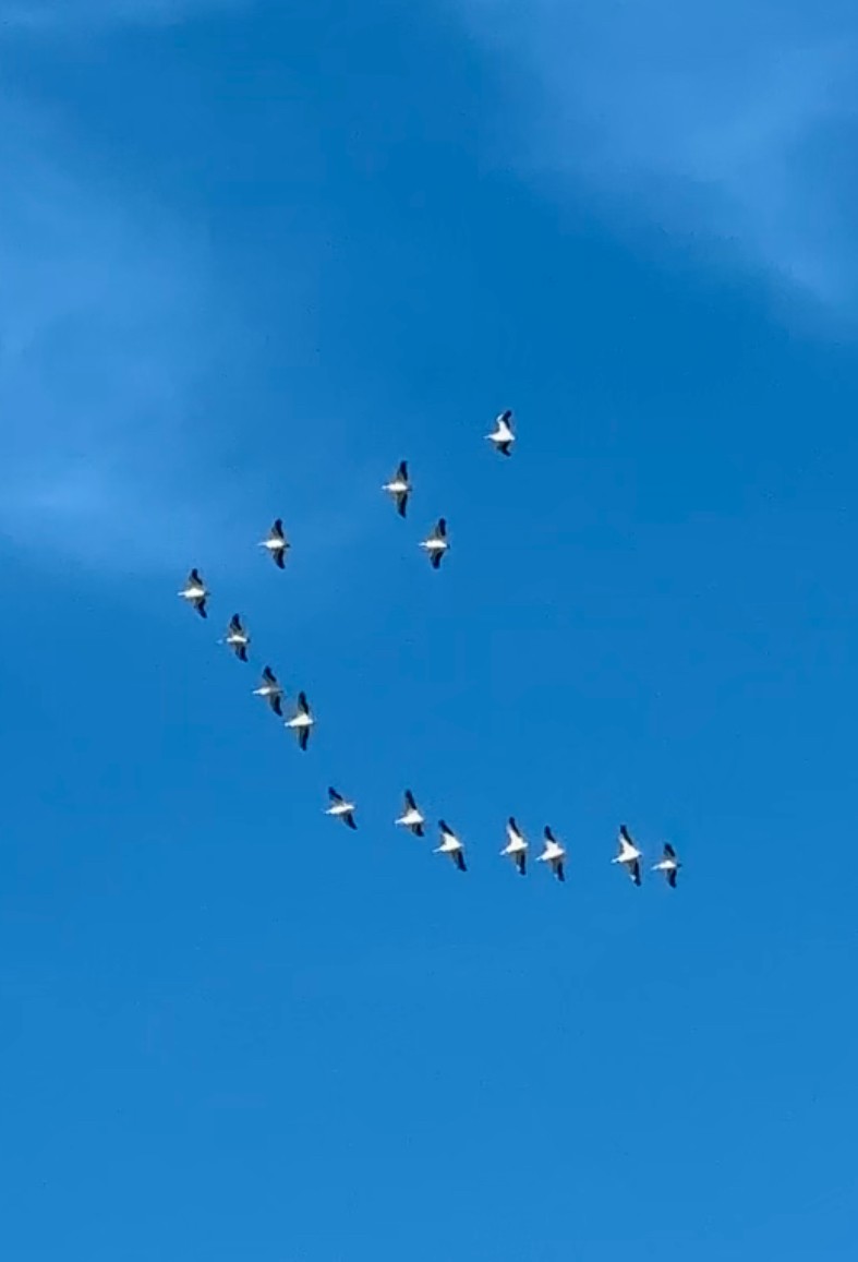 American White Pelican - ML647266186