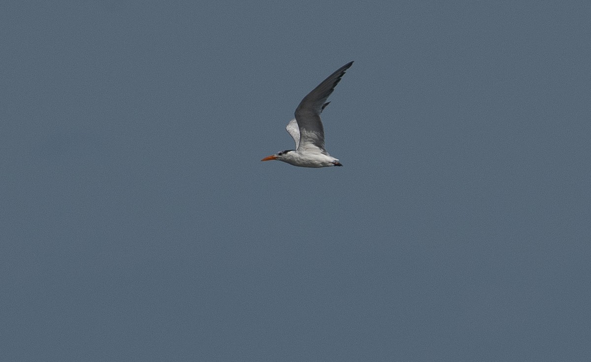 Royal Tern - ML647266188