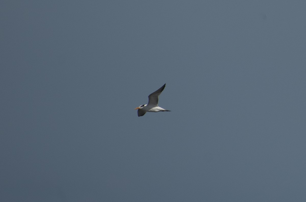 Royal Tern - ML647266189