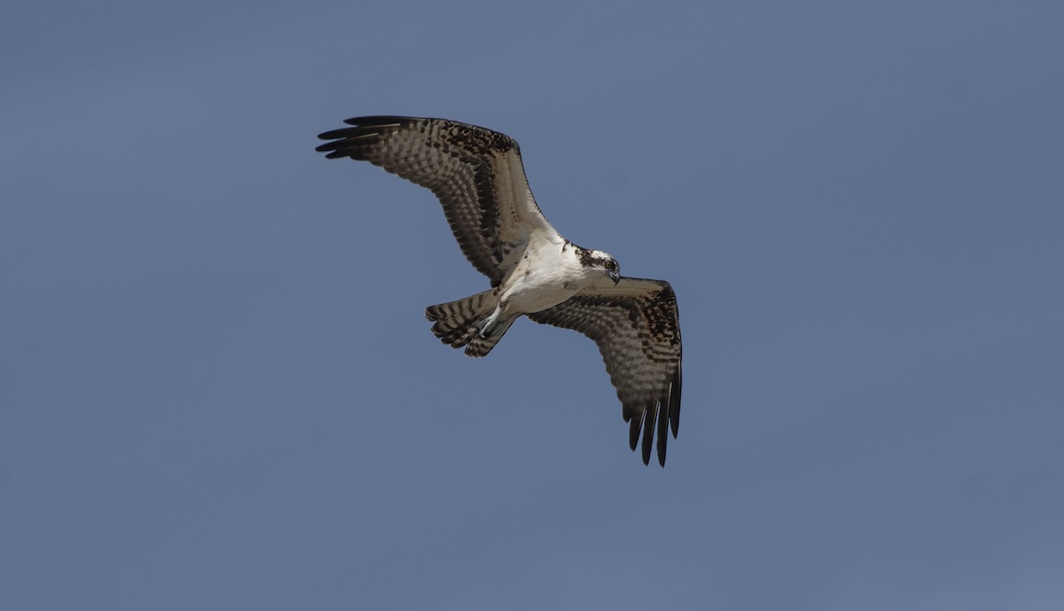Osprey - ML647266194