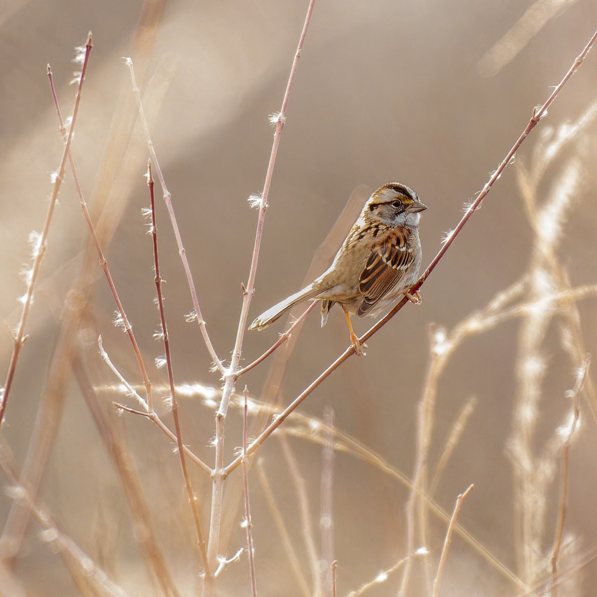 White-throated Sparrow - ML647266196