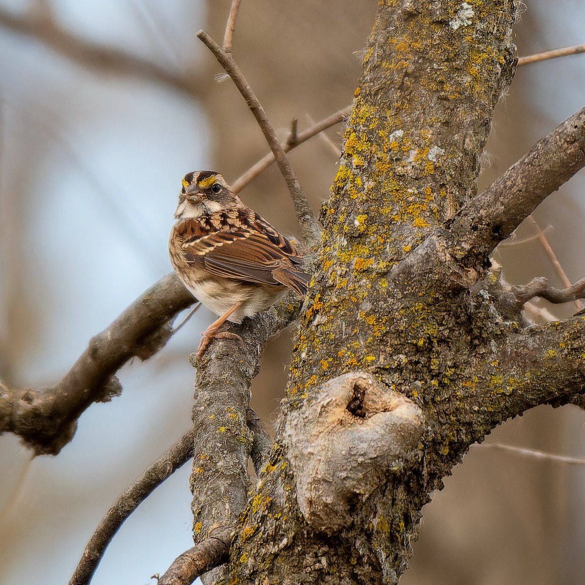 White-throated Sparrow - ML647266197