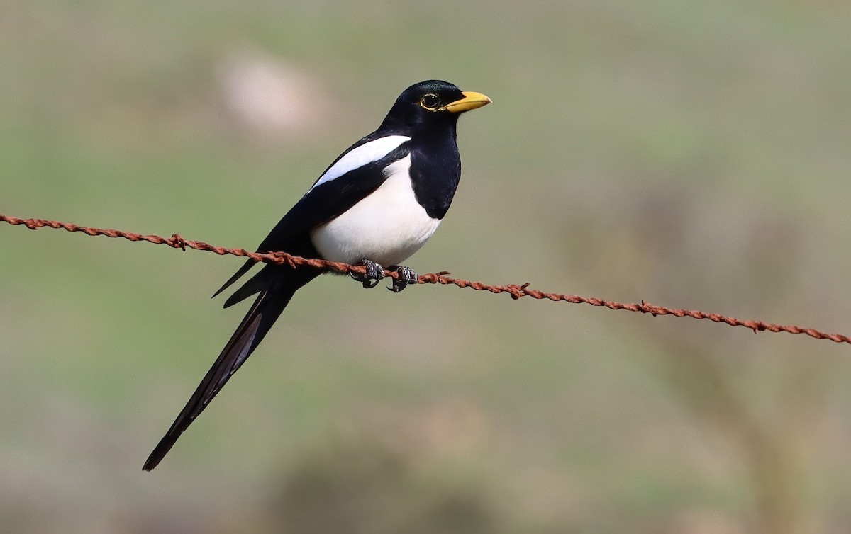 Yellow-billed Magpie - ML647266198