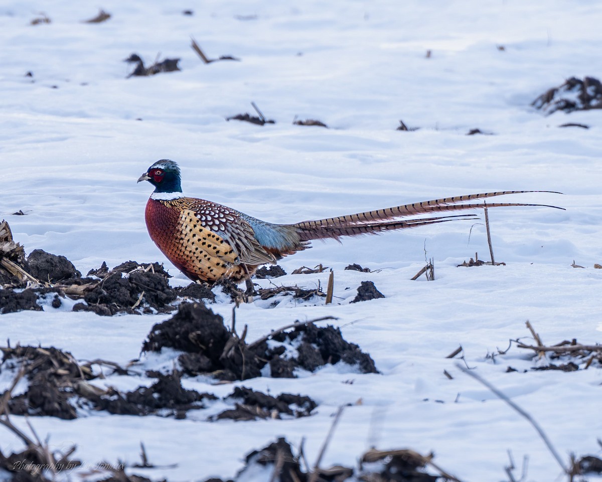 bažant obecný - ML647266200