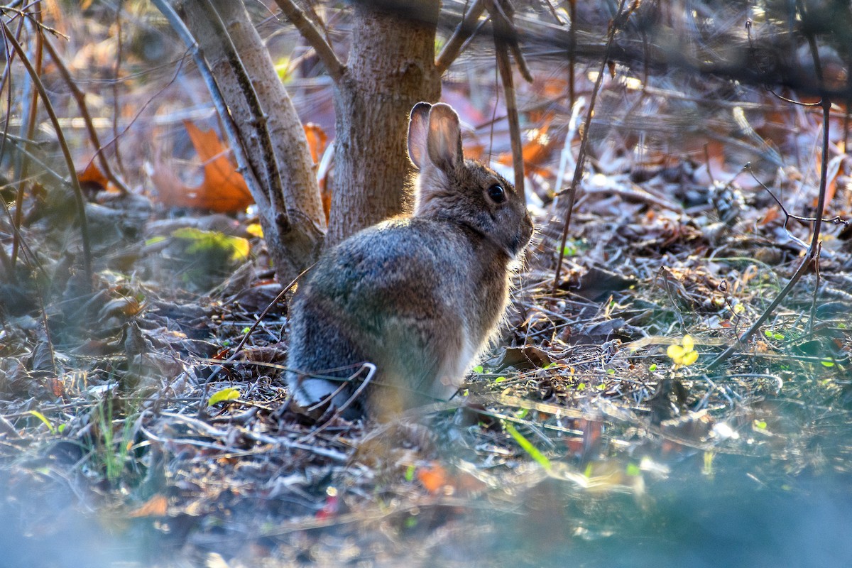 Florida-Waldkaninchen - ML647266201