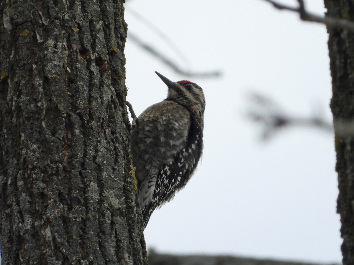 Yellow-bellied Sapsucker - ML647266202