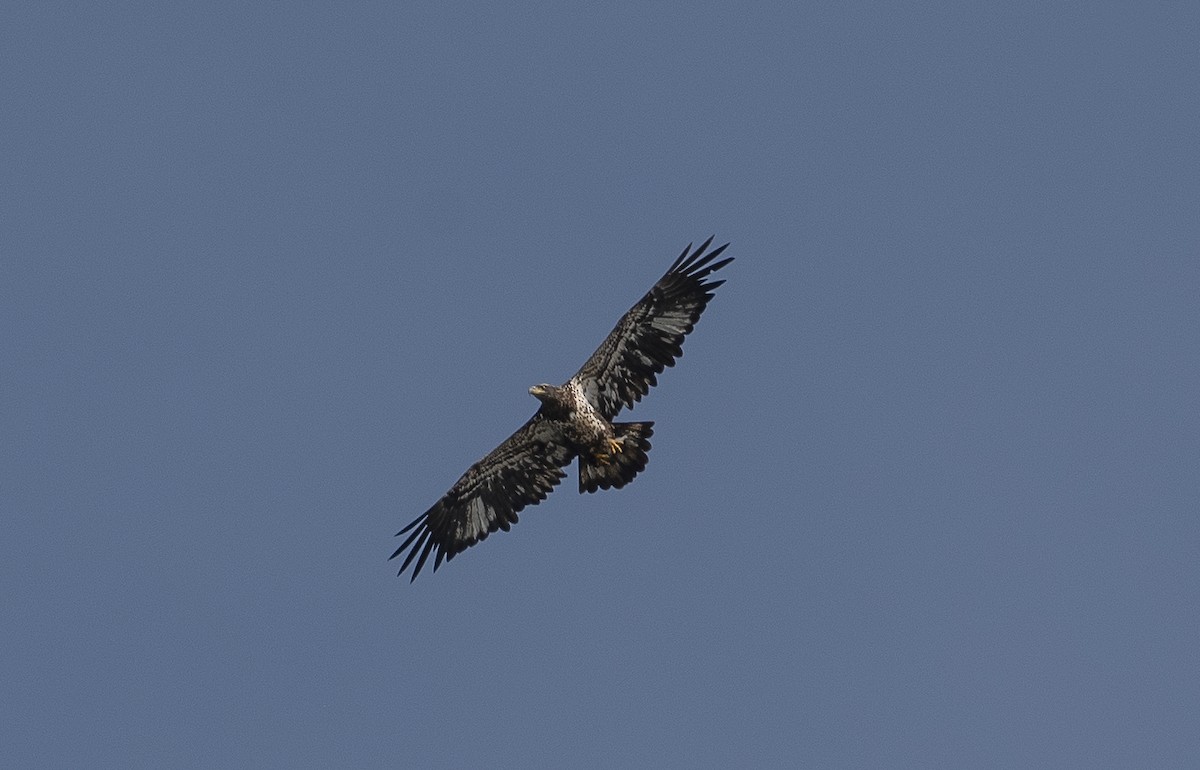 Bald Eagle - ML647266203