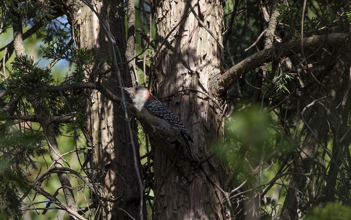 Red-bellied Woodpecker - ML647266214
