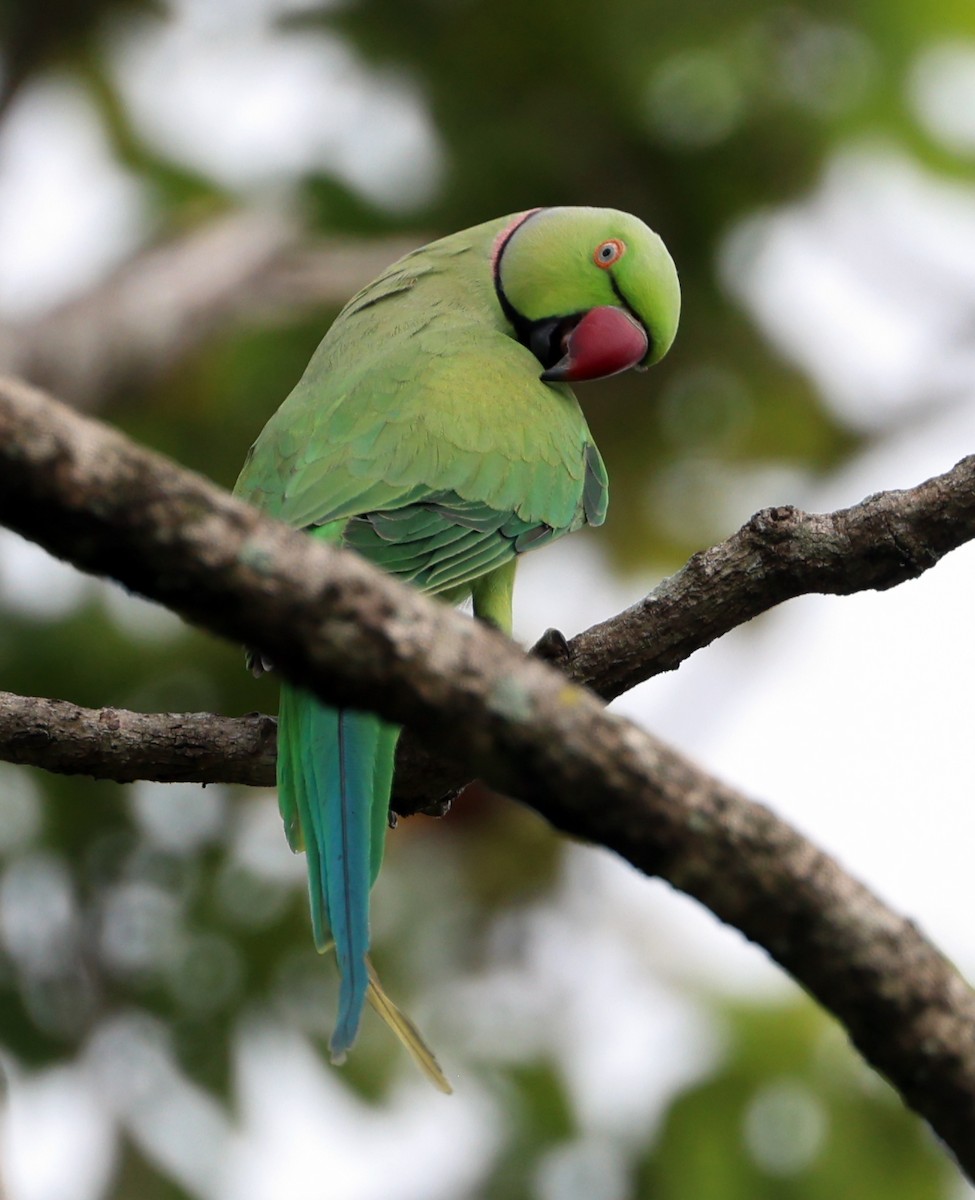 Yeşil Papağan - ML647266225