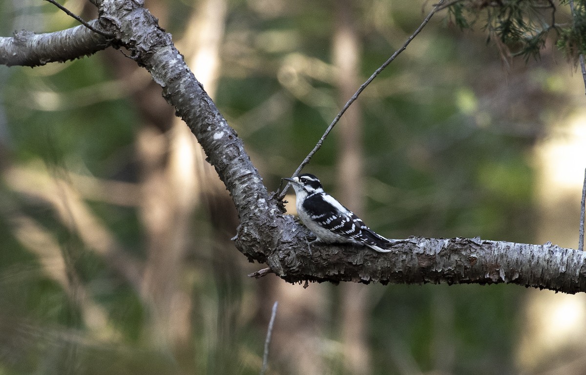 Downy Woodpecker - ML647266226