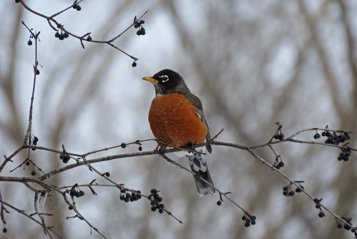American Robin - ML647266227