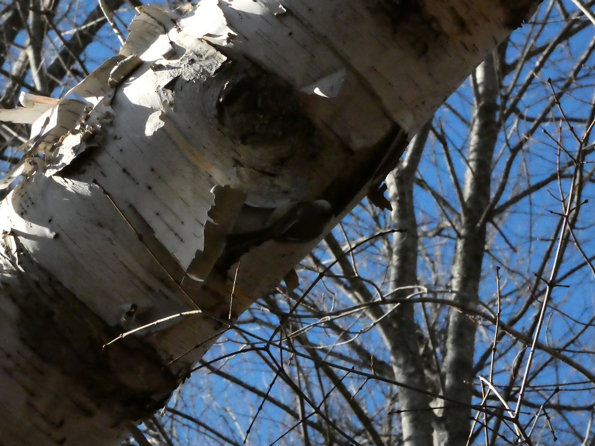 Black-capped Chickadee - ML647266228