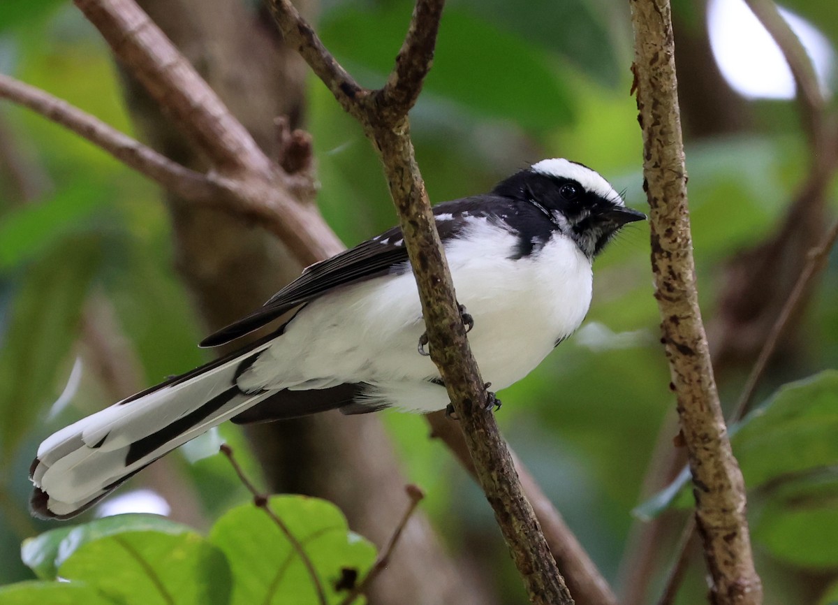 Ak Kaşlı Katmerkuyruk - ML647266229