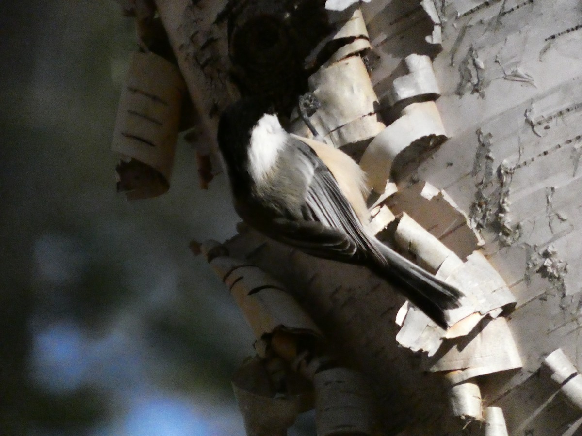 Black-capped Chickadee - ML647266232