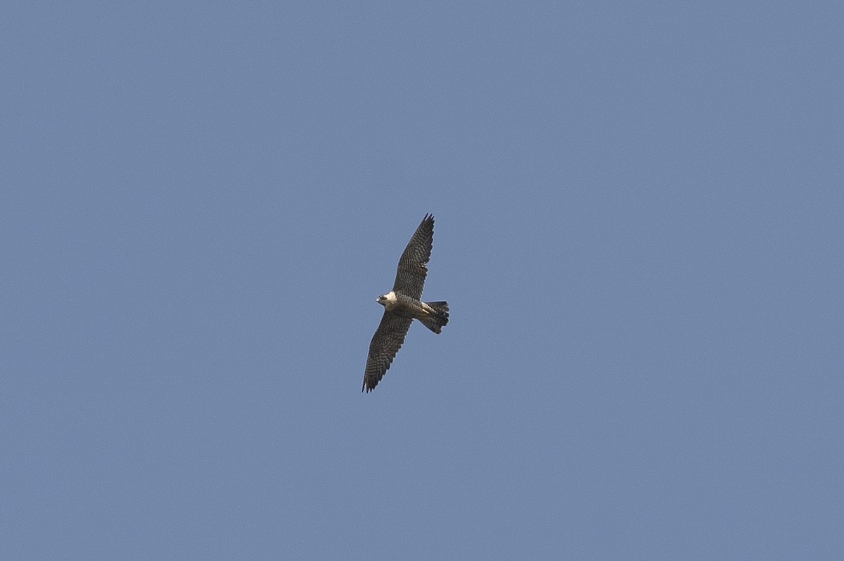 Peregrine Falcon - ML647266233