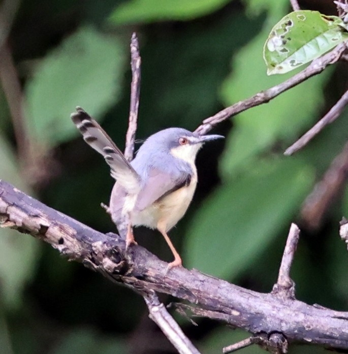 Kül Rengi Prinya - ML647266237