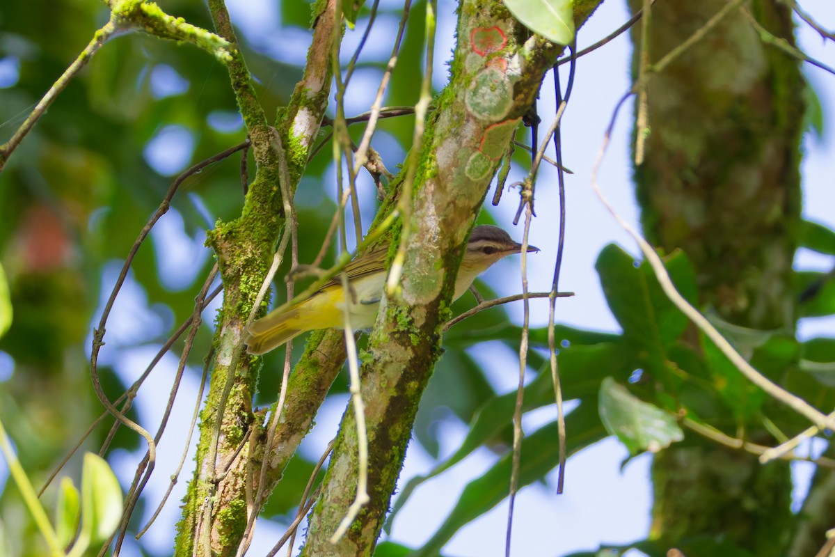 Chivi Vireo (migratory) - ML647266238