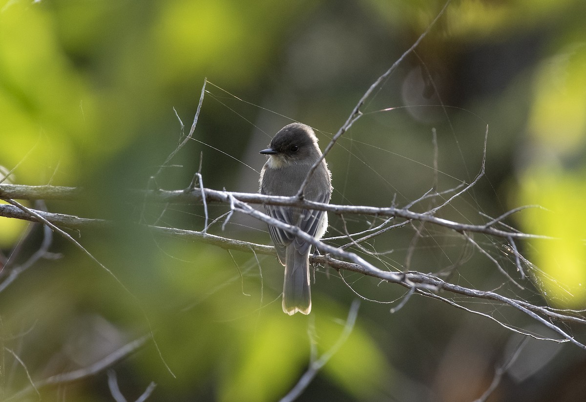 Eastern Phoebe - ML647266240