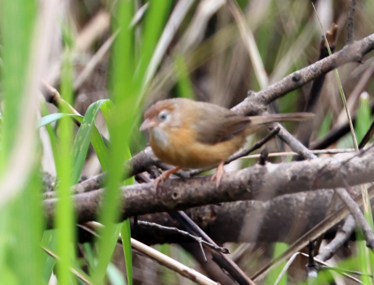 Kızıl Karınlı Timalya - ML647266245