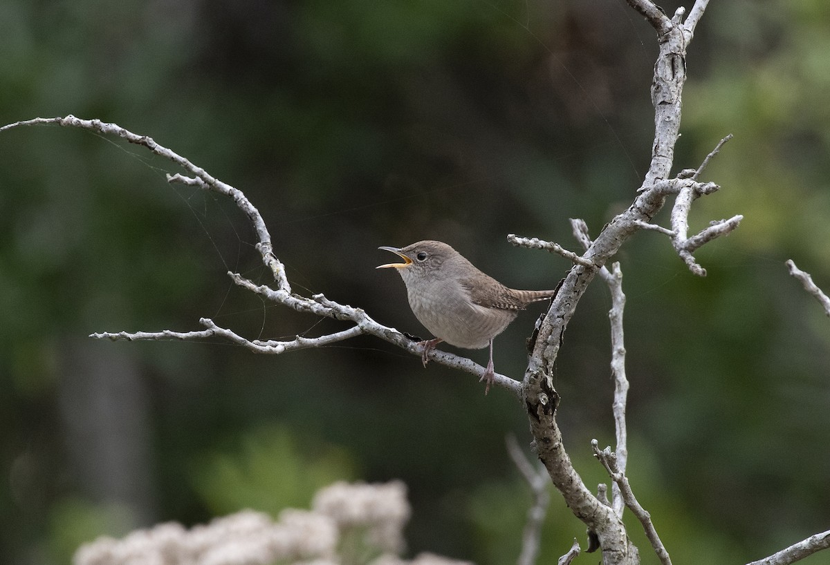 Northern House Wren - ML647266250