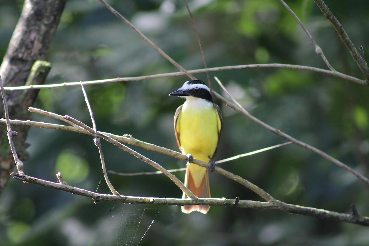 Great Kiskadee - ML647266251