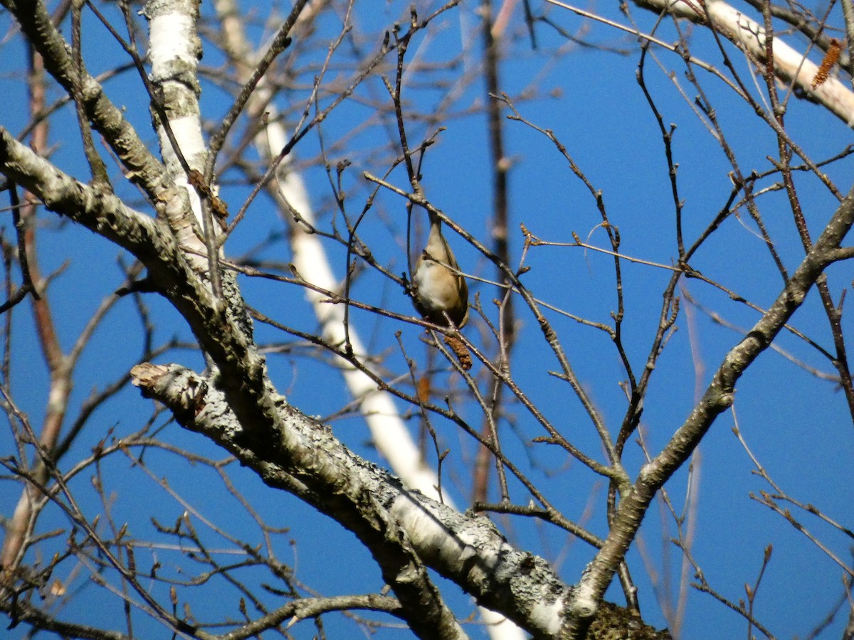 Chardonneret jaune - ML647266252