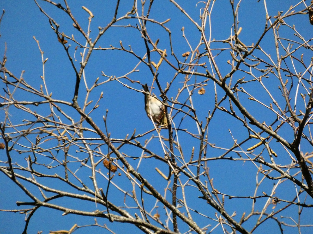 Chardonneret jaune - ML647266254