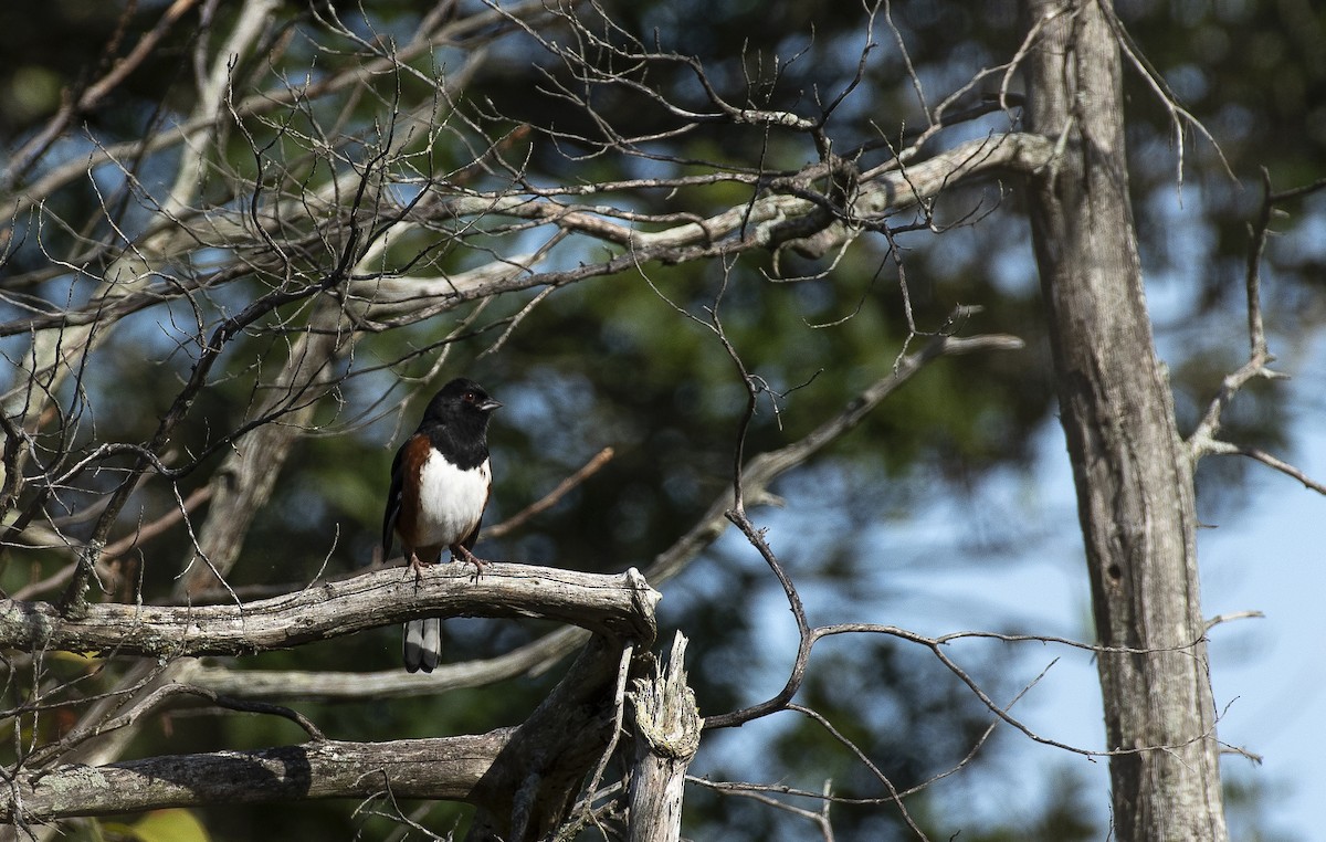 Eastern Towhee - ML647266255