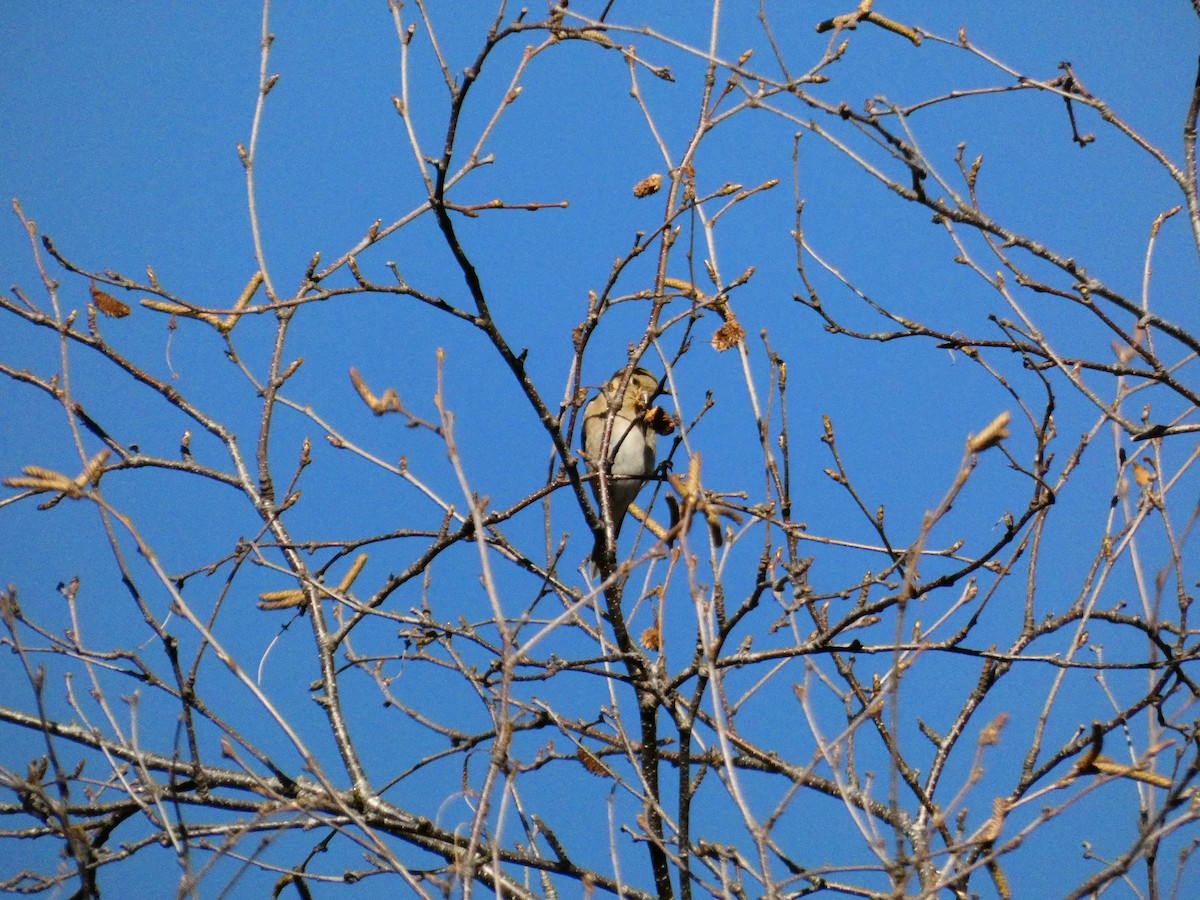 Chardonneret jaune - ML647266256