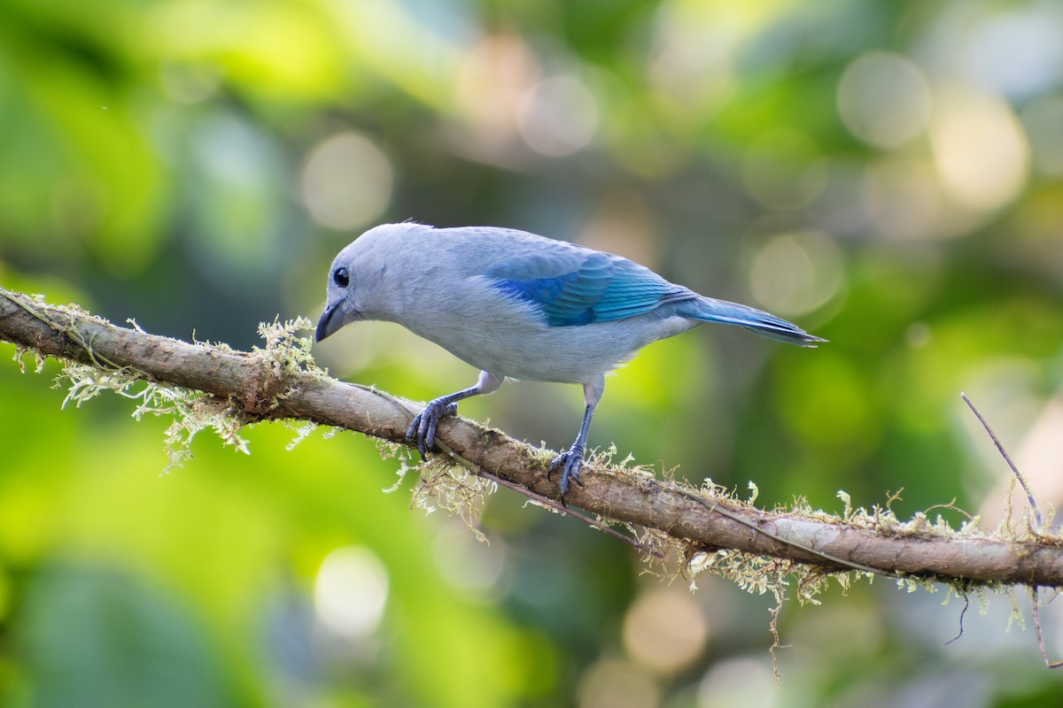 Blue-gray Tanager (Blue-gray) - ML647266260